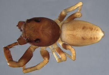 preview Opisthoncus mordax L. Koch, 1880